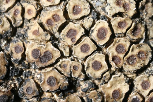 Acarospora macrospora - Bildnachweis: © Schultz