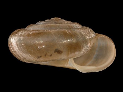 Trochulus coelomphalus - Bildnachweis: SMNS