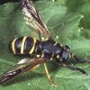 Temnostoma bombylans ♀, Bildautor: A. Ssymank