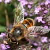 Eristalis tenax ♂, Bildautor: A. Ssymank