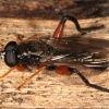 Chalcosyrphus valgus ♂, Bildautor: A. Ssymank