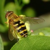 Syrphus ribesii ♀, Bildautor: A. Ssymank